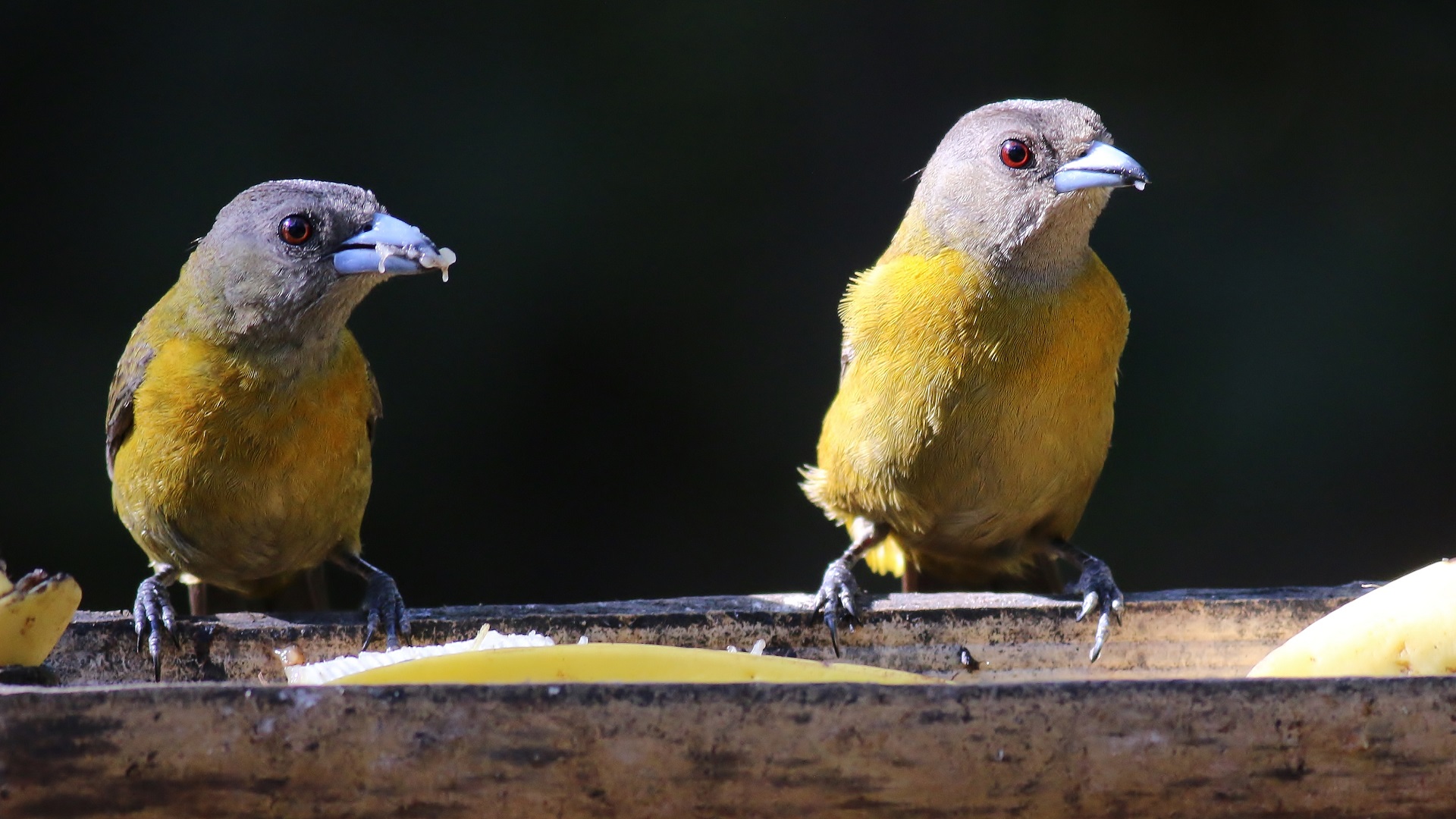 Gray-headed Tanager — Ana fotoğraf